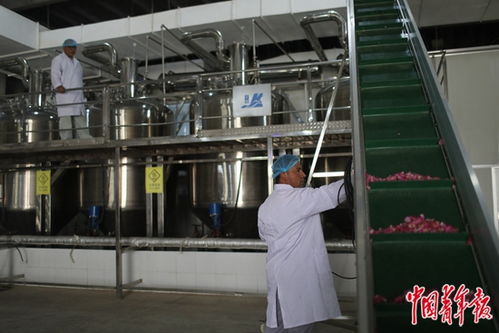 沙漠玫瑰 當(dāng)堅(jiān)韌生命與前沿科技相遇